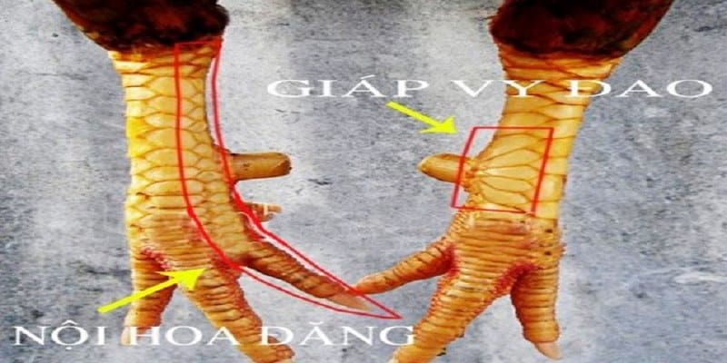 Các loại vảy thường gặp và ý nghĩa của chúng
