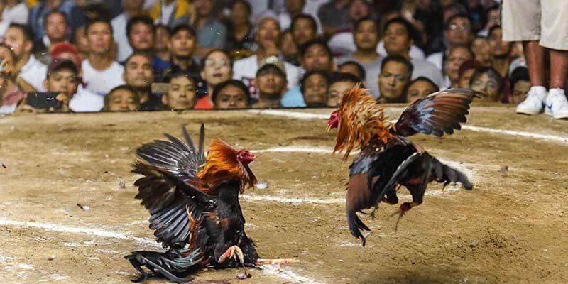 Đá Gà Cựa Sắt