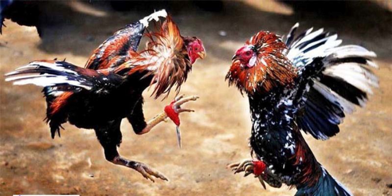 Đá Gà Cựa Tròn – Màn So Tài Kỹ Thuật Và Chiến Thuật Đỉnh Cao