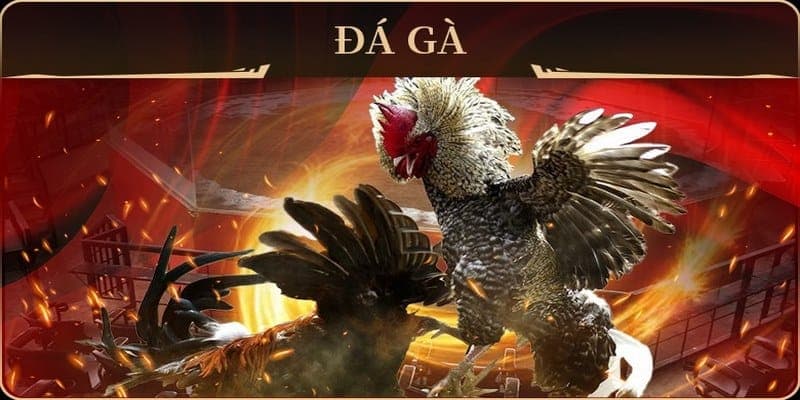 Giới thiệu những nét cơ bản của đá gà