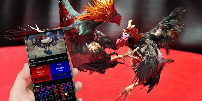 Luật chơi đá gà cựa sắt cần biết trước khi đặt cược