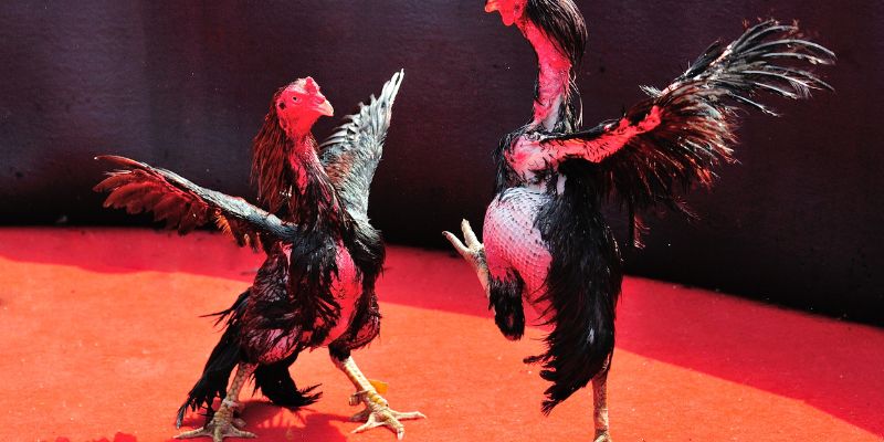 Ưu – nhược điểm trong thực chiến